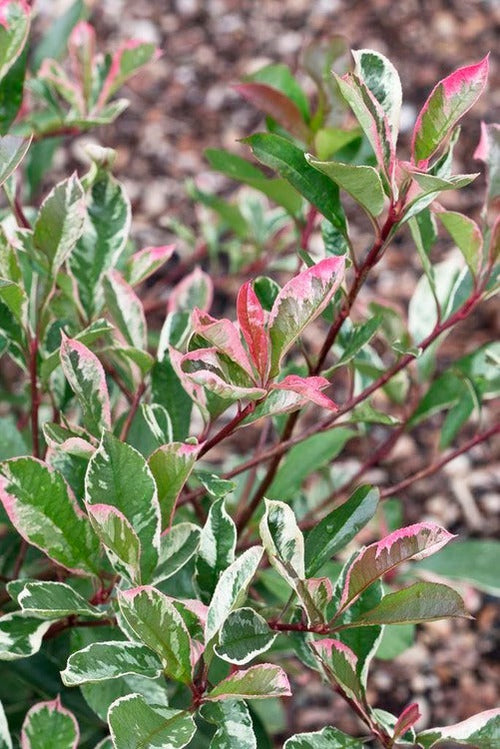Photinia Pink Marble (Photinia Fraseri Pink Marble) 1 - Achat en ligne