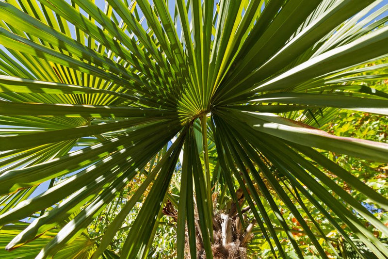 Palmier de Chine (Trachycarpus Fortunei) 2 - Achat en ligne