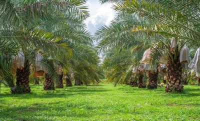 Palmier Phoenix (Phoenix canariensis) 1 - Achat en ligne