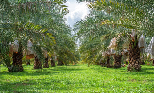Palmier Phoenix (Phoenix canariensis) 1 - Achat en ligne