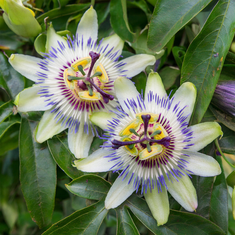 Passiflore