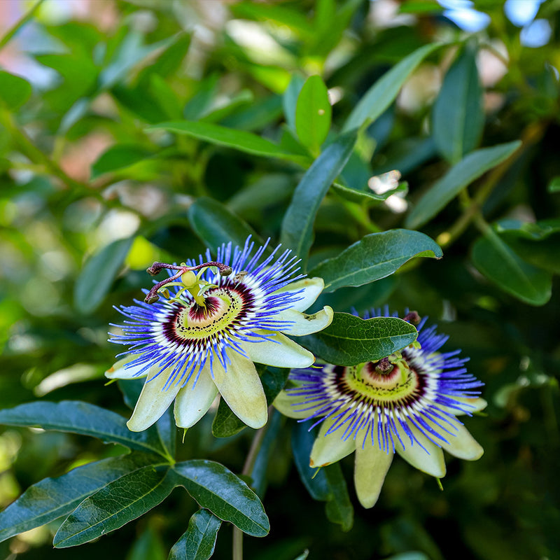 Passiflore