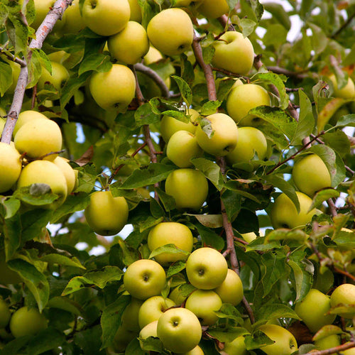 Pommier Golden (Malus domestica Golden Delicious) 1 - Achat en ligne