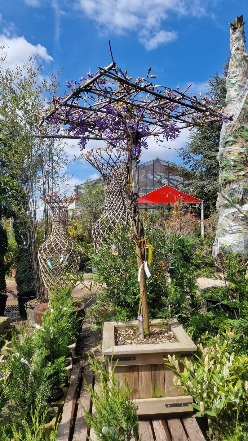 Glycine en Plateau 2 - Achat en ligne