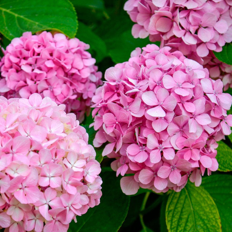 Hortensia (Hydrangea) 2 - Achat en ligne