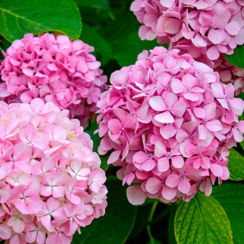 Hortensia (Hydrangea) 1 - Achat en ligne