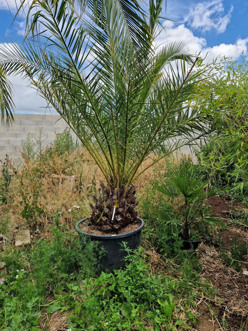 Palmier Phoenix (Phoenix canariensis) 3 - Achat en ligne
