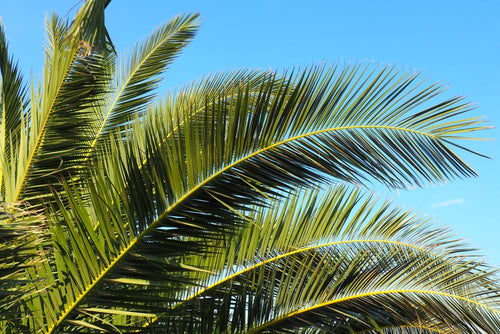 Palmier Phoenix (Phoenix canariensis) 1 - Achat en ligne
