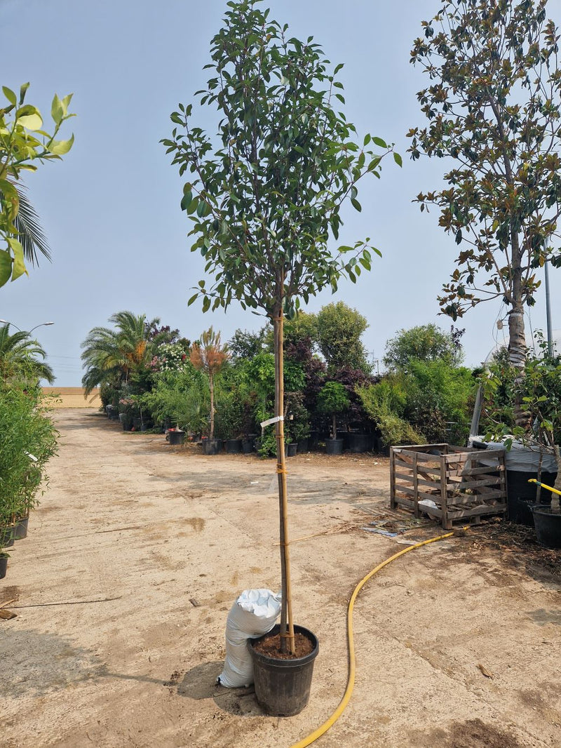 Photinia Red Robin (en Tige) 1 - Achat en ligne