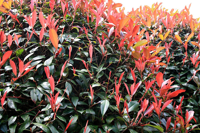Photinia Fraseri 'Carré Rouge' en cône 2 - Achat en ligne