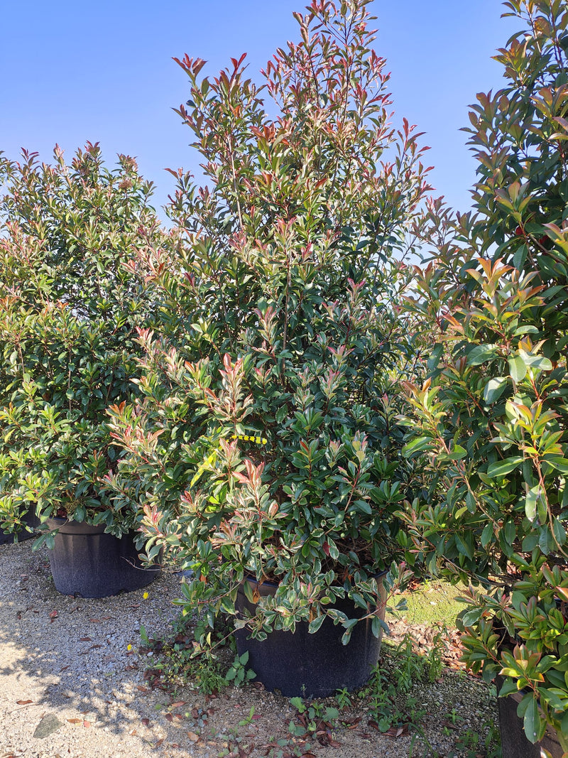 Photinia Pink Marble (Photinia Fraseri Pink Marble) 3 - Achat en ligne