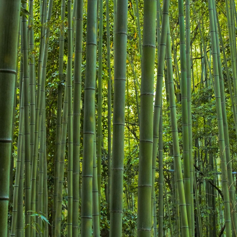 Bambou Vivax Huang Wen Zhu 2 - Achat en ligne