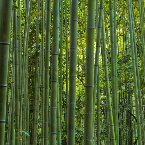 Bambou Vivax Huang Wen Zhu 1 - Achat en ligne