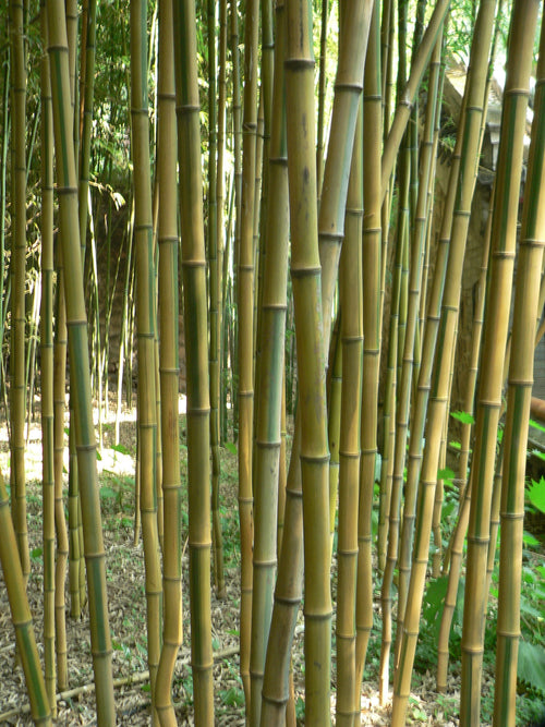 Bambou (Phyllostachys) Aureosulcata Aureocaulis 1 - Achat en ligne
