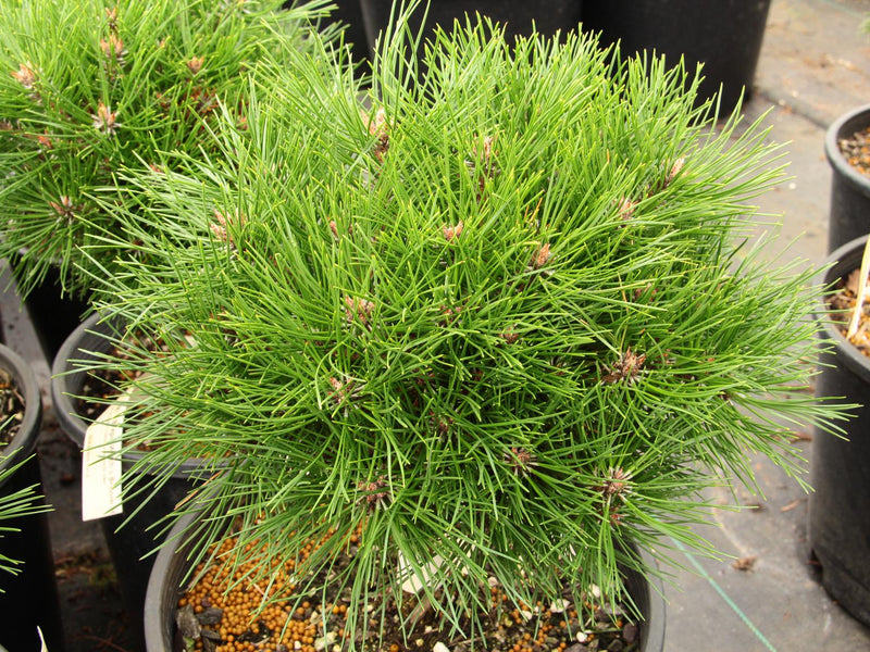 Pin Noir Nain (Pinus Nigra Nana) 1 - Achat en ligne