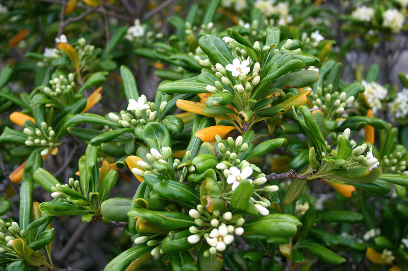 Pittosporum de Chine (Pittosporum Tobira) 2 - Achat en ligne