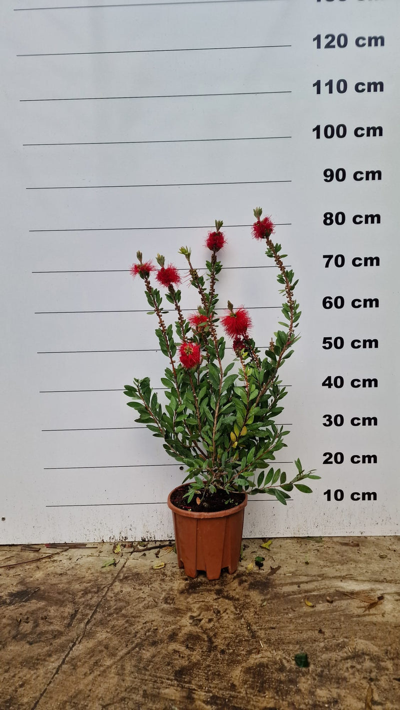Plante rince-bouteille (Callistemon Laevis) 3 - Achat en ligne