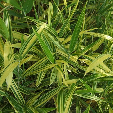 Bambusa Nana Variegata (Pleiob.For.Argenteom.) 3 - Achat en ligne