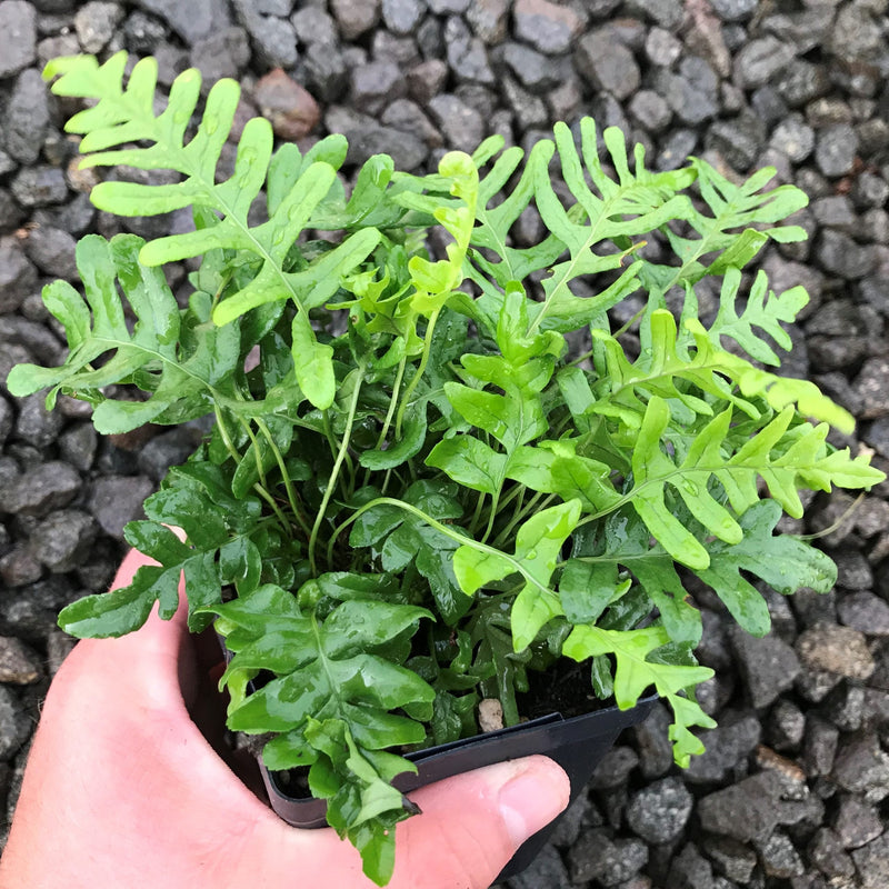 Fougères (Polypodium Vulgare) 2 - Achat en ligne