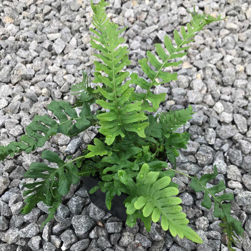 Fougères (Polypodium Vulgare) 3 - Achat en ligne