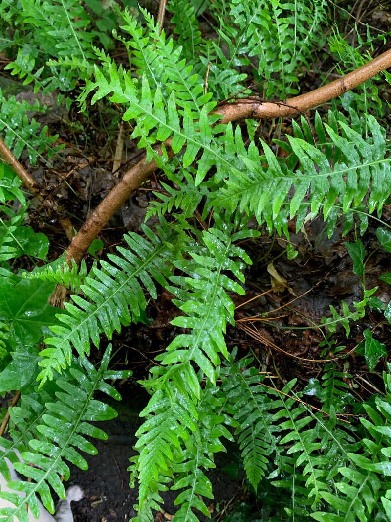 Fougères (Polypodium vulgare 'Jade') 3 - Achat en ligne