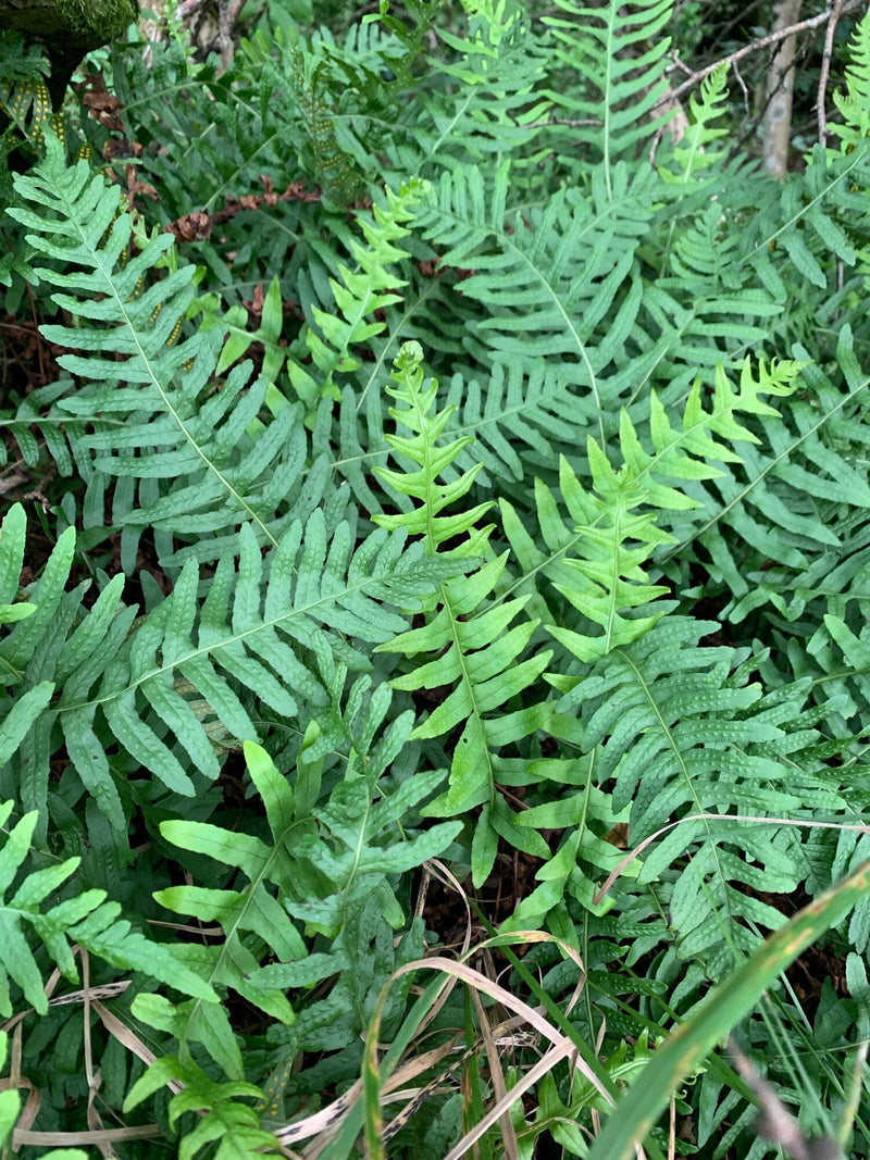 Fougères (Polypodium vulgare 'Jade') 1 - Achat en ligne