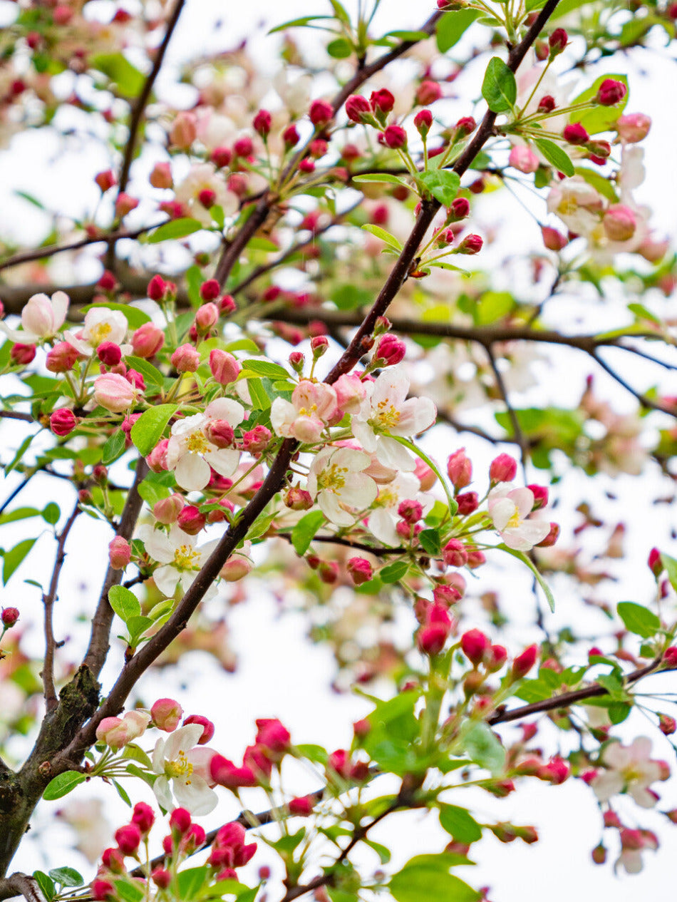 Pommier Evereste 1 - Achat en ligne