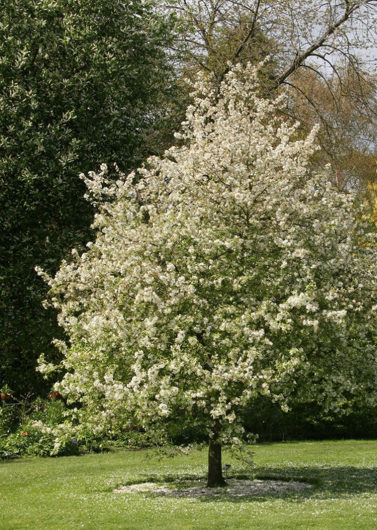 Pommier Evereste 2 - Achat en ligne