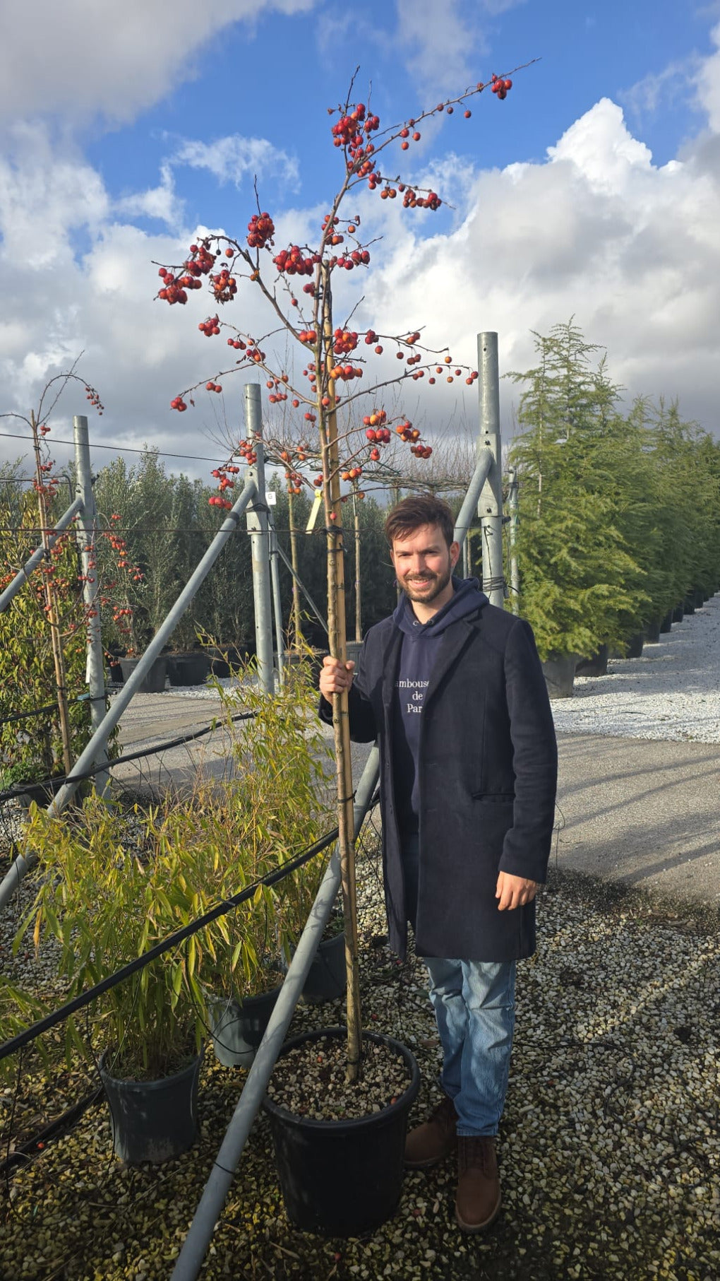 Pommier Evereste 3 - Achat en ligne