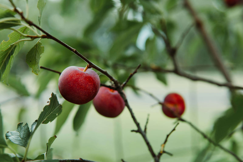 Prunier Stanley (Prunus domestica Stanley) 1 - Achat en ligne