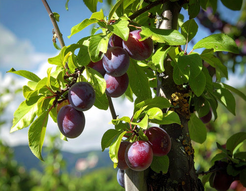 Prunier Quetsche d'Alsace (Prunus domestica Quetsche d'Alsace) 1 - Achat en ligne