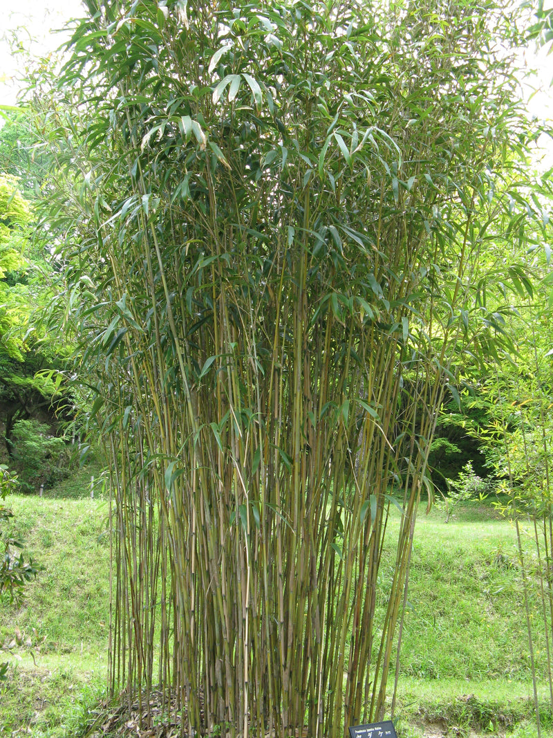 Bambou Metake (Arundinaria Japonica) 3 - Achat en ligne