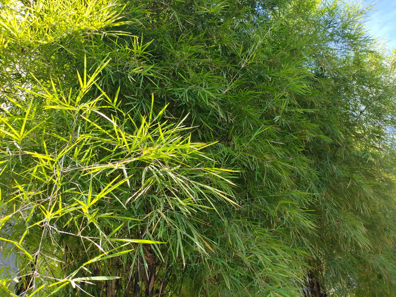 Bambou Metake (Arundinaria Japonica) 2 - Achat en ligne
