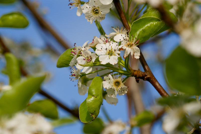 Poirier à fleurs (Pyrus Calleryana Chanticleer) 3 - Achat en ligne