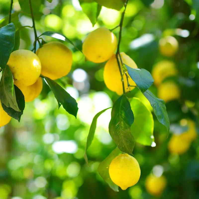 Citronnier Jaune en Arche 1 - Achat en ligne
