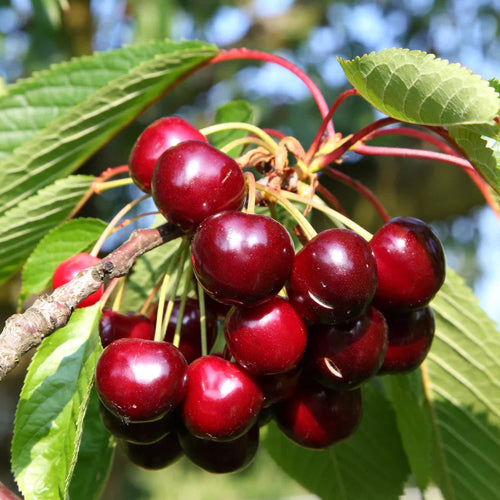 Cerisier Bigarreau Reverchon (Prunus avium Bigarreau Reverchon) 1 - Achat en ligne