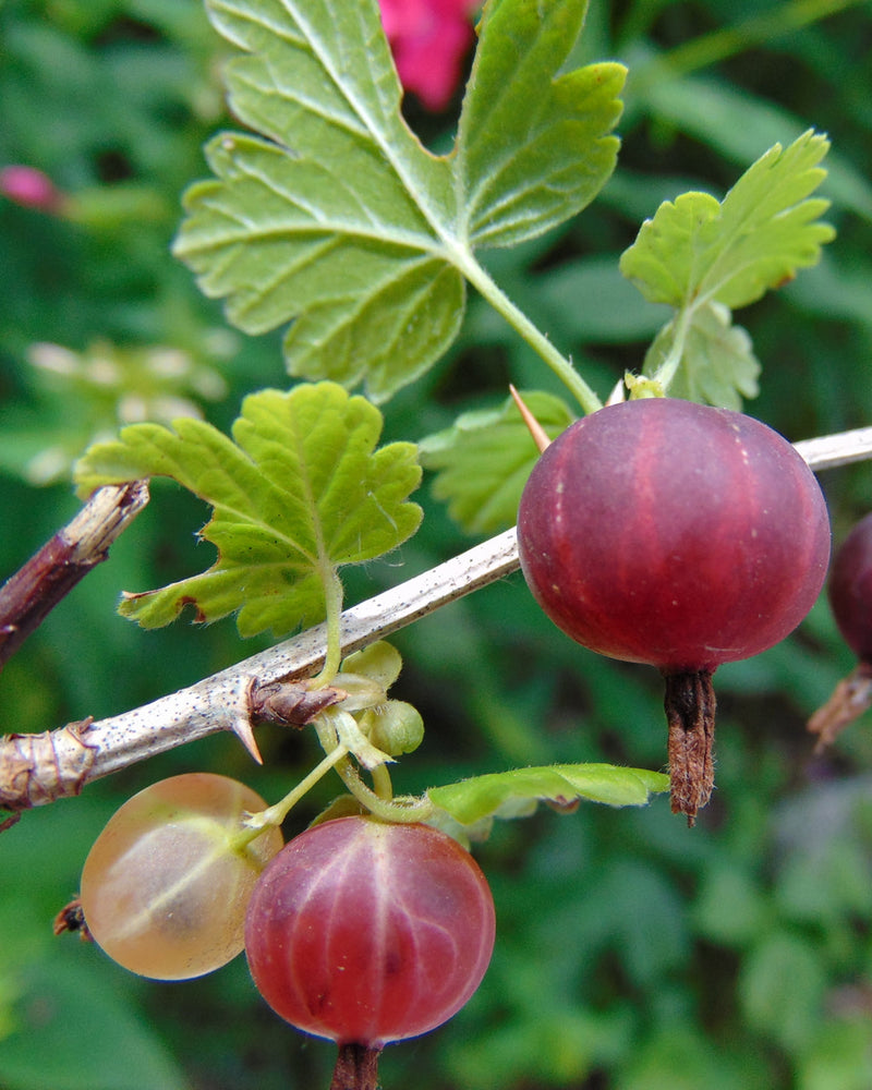 Groseillier Marquereaux Rouge 3 - Achat en ligne