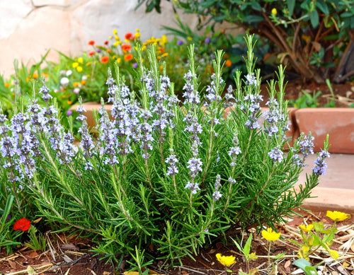 Romarin (Rosmarinus Officinalis) 1 - Achat en ligne