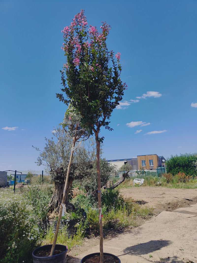 Lilas des indes en tige (Lagerstroemia) 1 - Achat en ligne