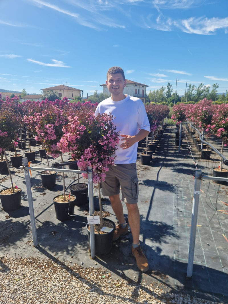 Lilas des indes en Demi-tige (Lagerstroemia)