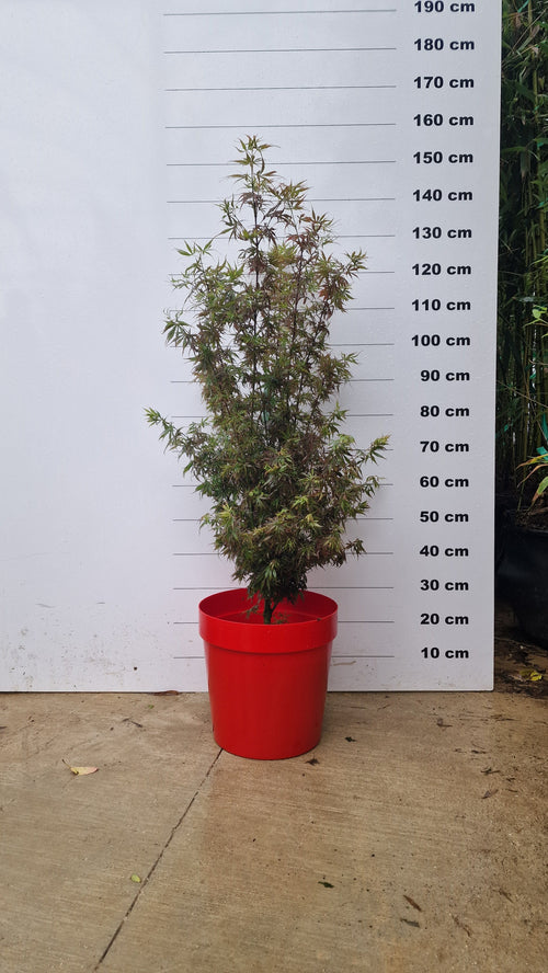 Pot Venezia - 25L 1 - Achat en ligne