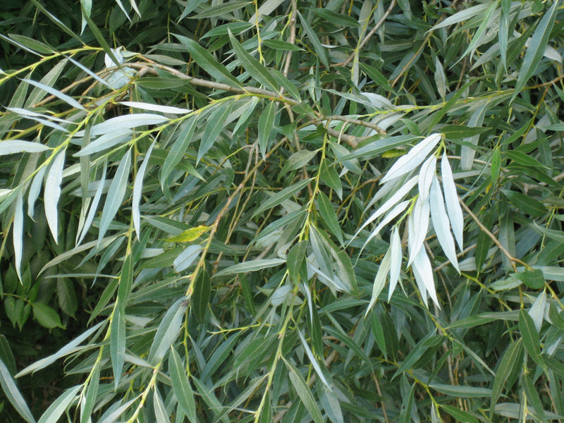 Saule Pleureur (Salix alba Tristis) 2 - Achat en ligne