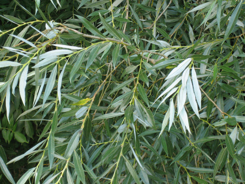 Saule Pleureur (Salix alba Tristis) 1 - Achat en ligne