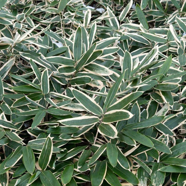 Bambusa nana Longuifolia 1 - Achat en ligne