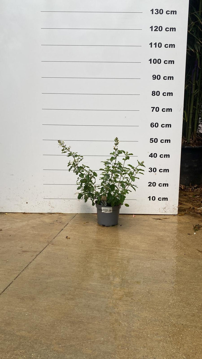 Sauge Ornementale (Salvia microphylla) 3 - Achat en ligne