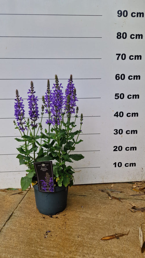 Sauge Salgoon (Salvia Salgoon) 1 - Achat en ligne