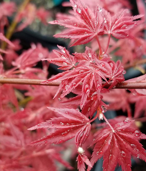 Acer Palmatum Deshojo 1 - Achat en ligne