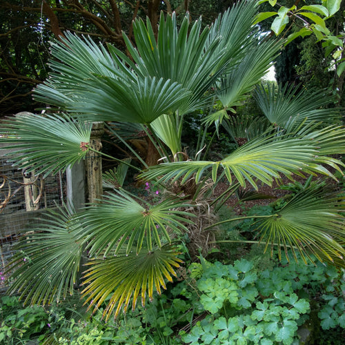 Palmier de Chusan (Trachycarpus Wagnerianus) 1 - Achat en ligne