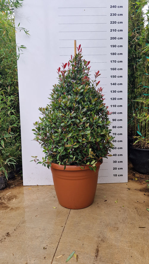 Pot Bologna - 40/80/110L 1 - Achat en ligne