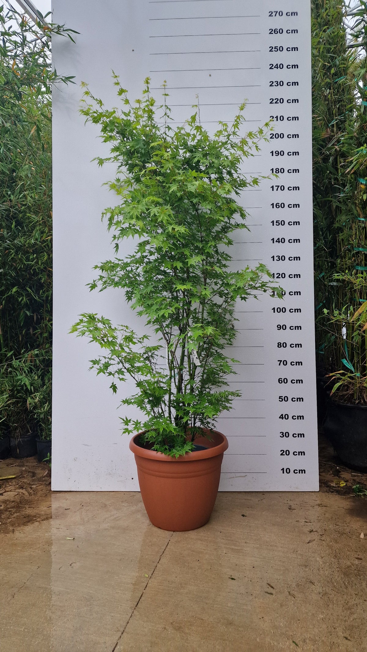 Pot 40L avec proposition Acer Palmatum Going Green